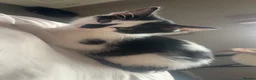 Mixed Breed cats for sale: 5 month old kitten for sale - Advert 1