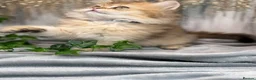 British Longhair cats for sale: British Longhair stunning TICA boy - Advert 14