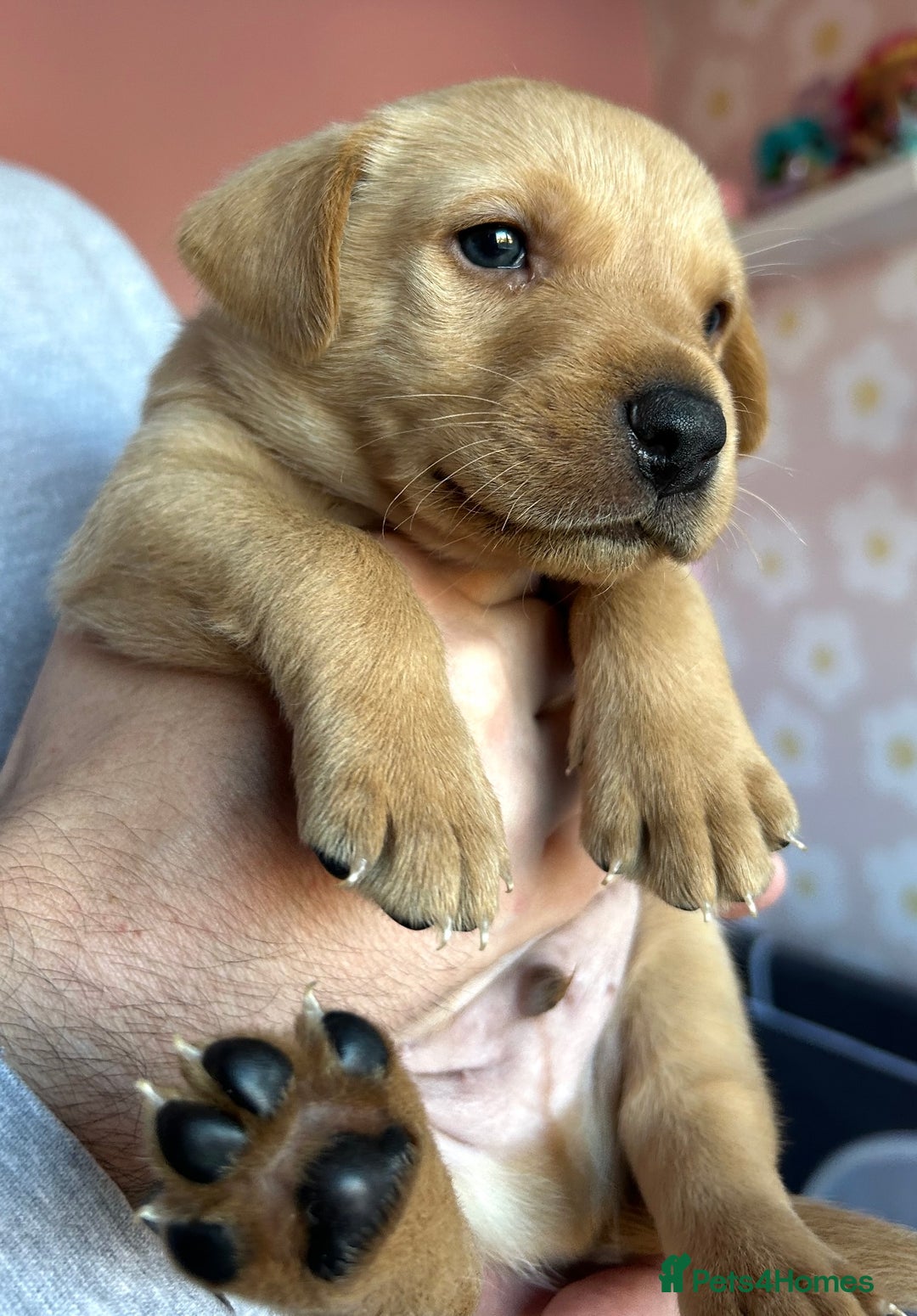Labrador Retriever dogs for sale: 8 Beautiful Golden Labrador Puppies  - Advert 10