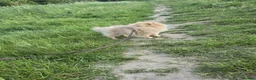Pomeranian dogs for sale: KC Young Adult Male and Female six mo - Advert 5