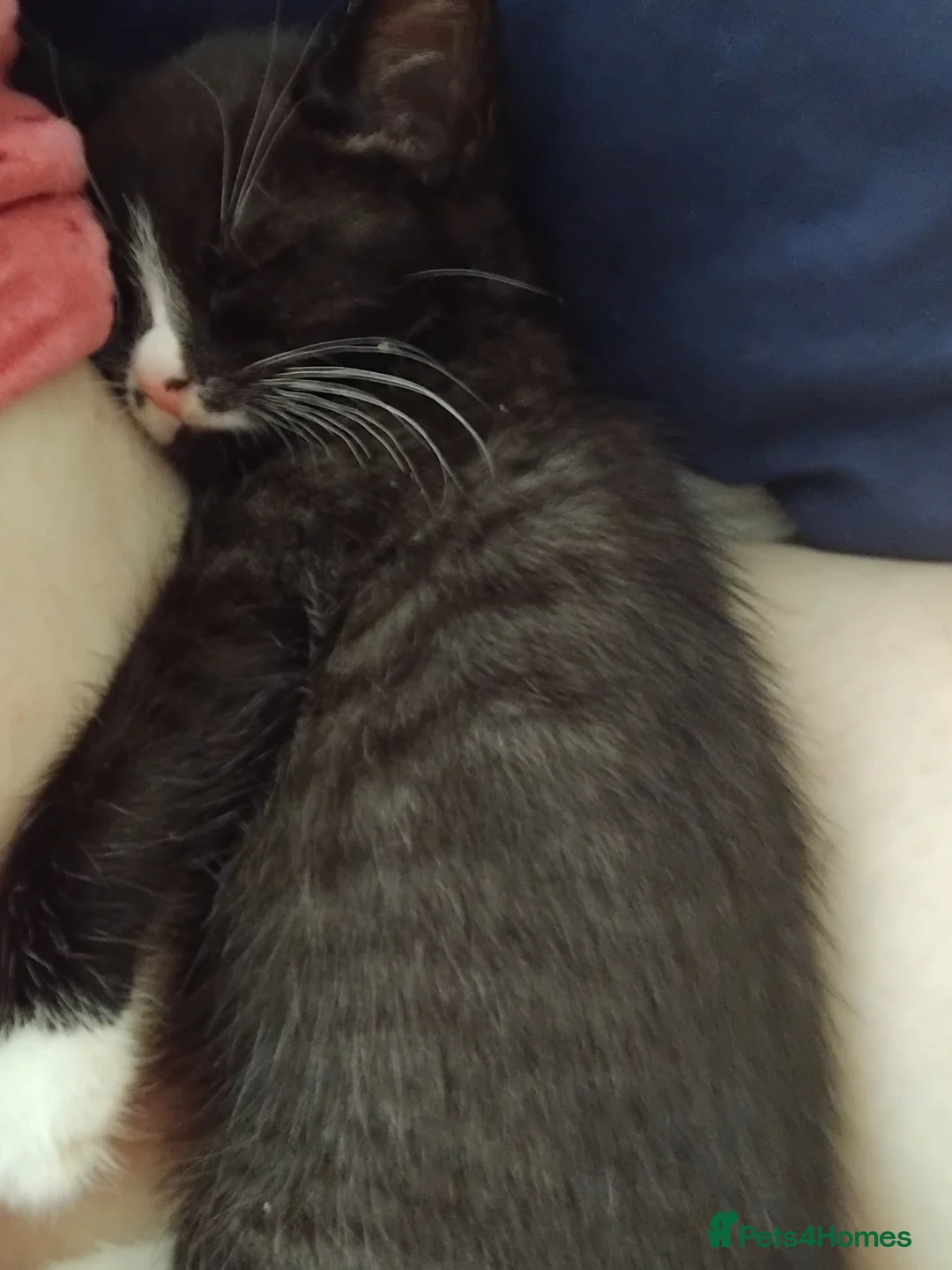 Mixed Breed cats for sale: Lul beasty - Advert 2