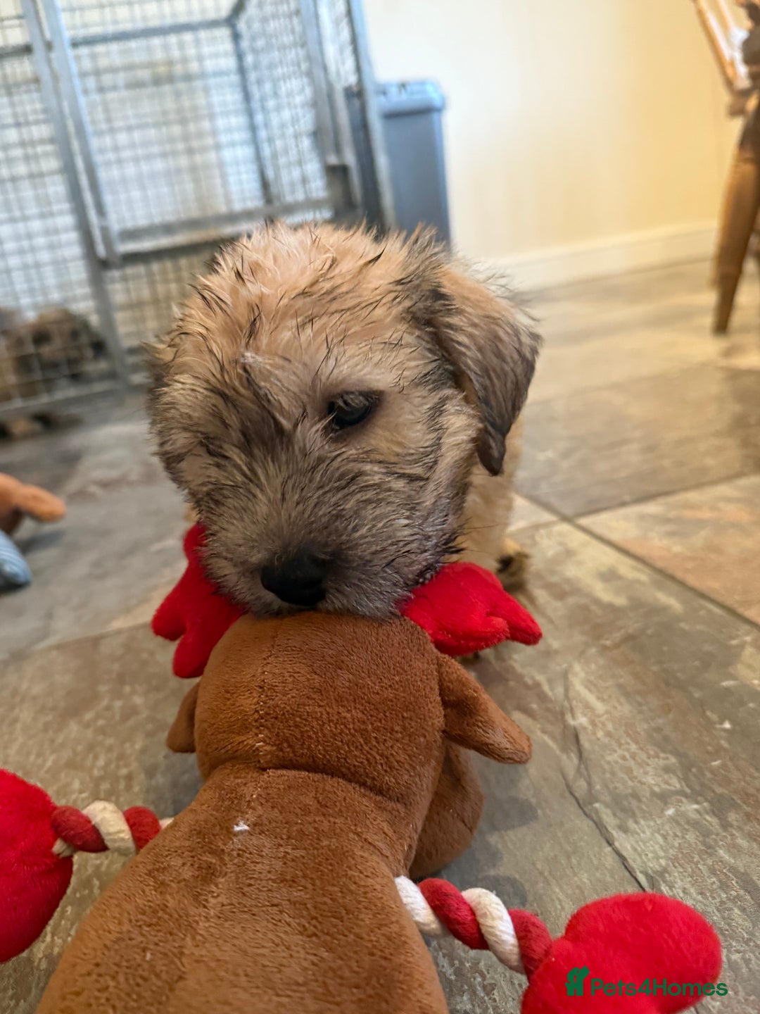Glen of Imaal Terrier dogs for sale: Glen of Imaal terrier puppies - Advert 24