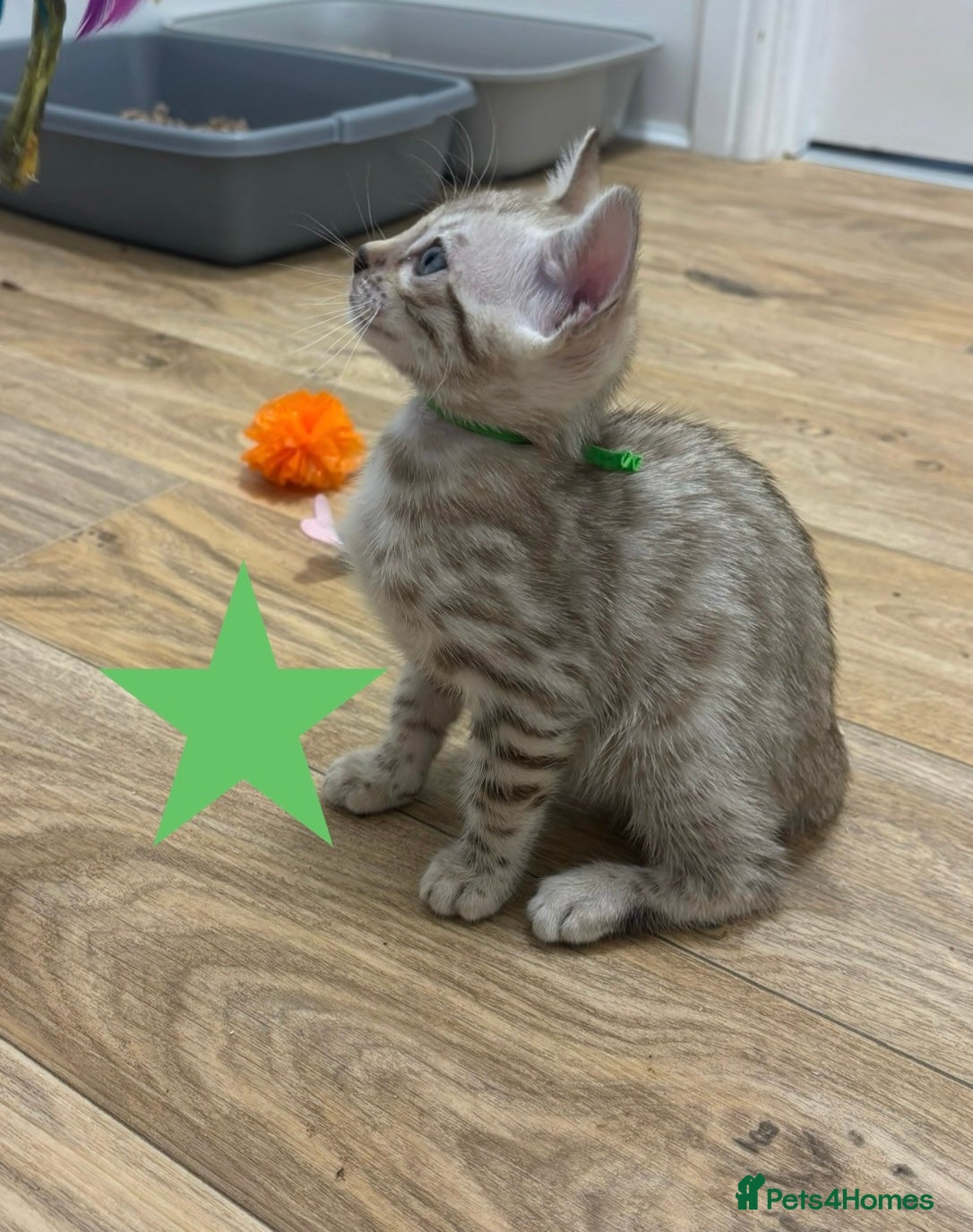 Bengal cats Pedigree Snow Glittery Bengals  - Advert 2