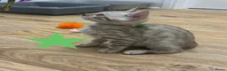 Bengal cats for sale: Pedigree Snow Glittery Bengals  - Advert 2