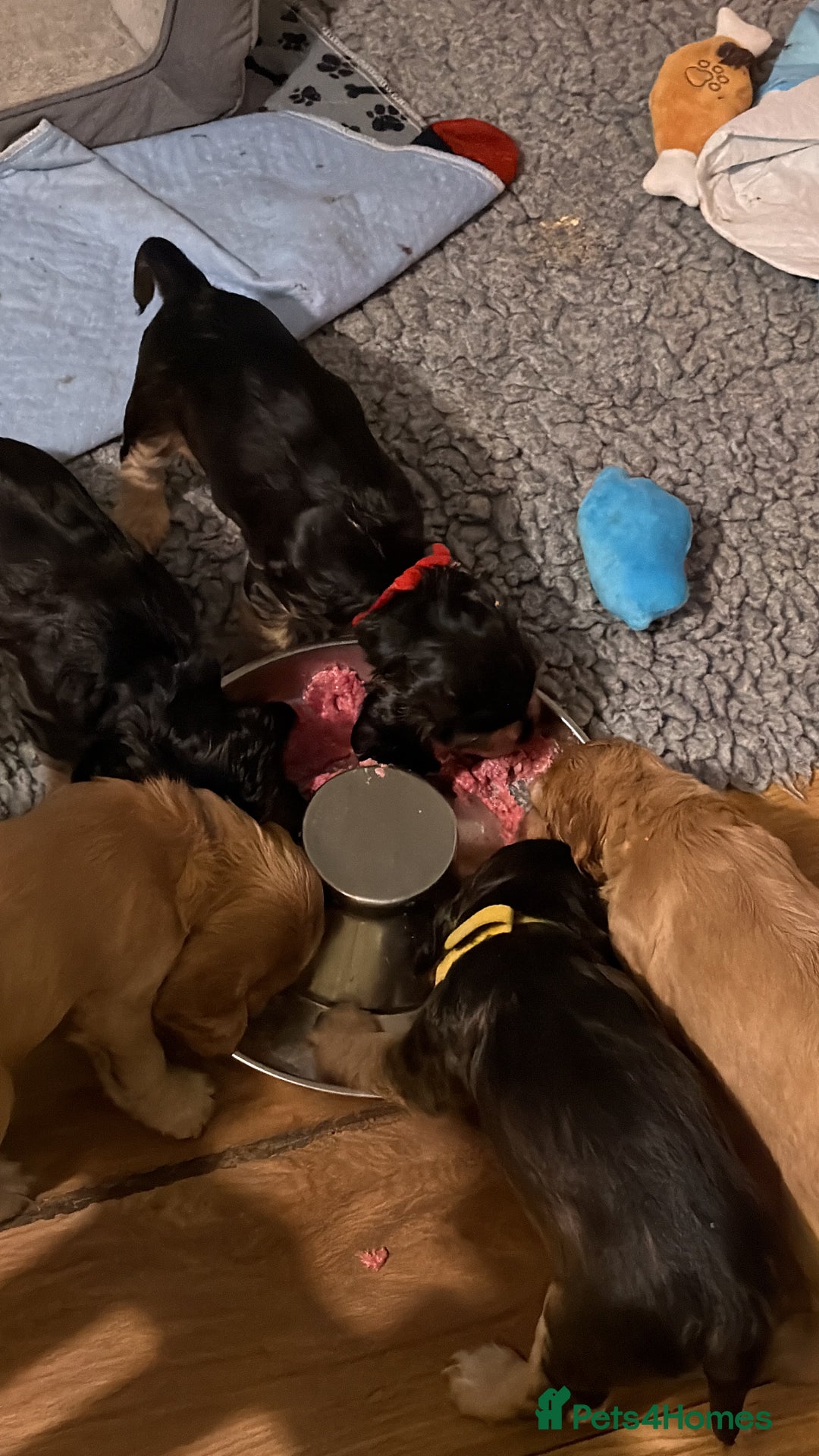 Cocker Spaniel dogs for sale: Show line cocker spaniels - Image 4