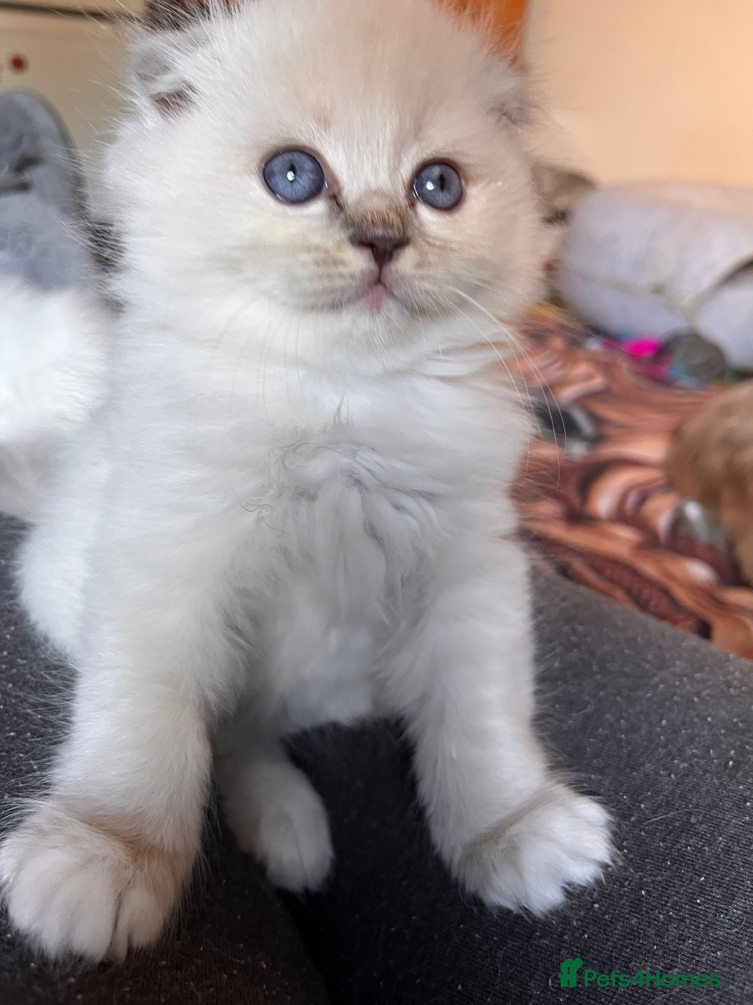 Ragdoll cats 🐾 Adorable Ragdoll Cross Kittens 🐾 - Advert 8