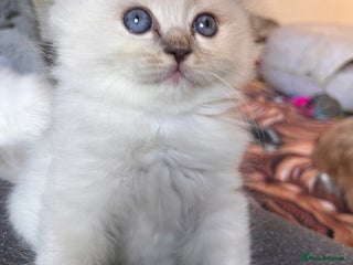 Ragdoll cats 🐾 Adorable Ragdoll Cross Kittens 🐾 - Advert 8