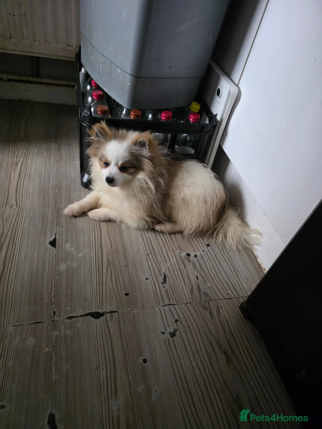 Pomeranian dogs for sale: Beautiful poom - Advert 1