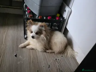 Pomeranian dogs Beautiful poom - Advert 3