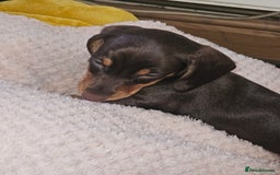Dachshund dogs for sale: Miniature Dachsunds ready 2/9 - Image 33