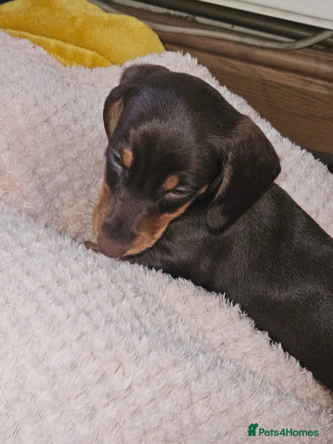 Dachshund dogs for sale: Miniature Dachsunds ready 2/9 - Image 33