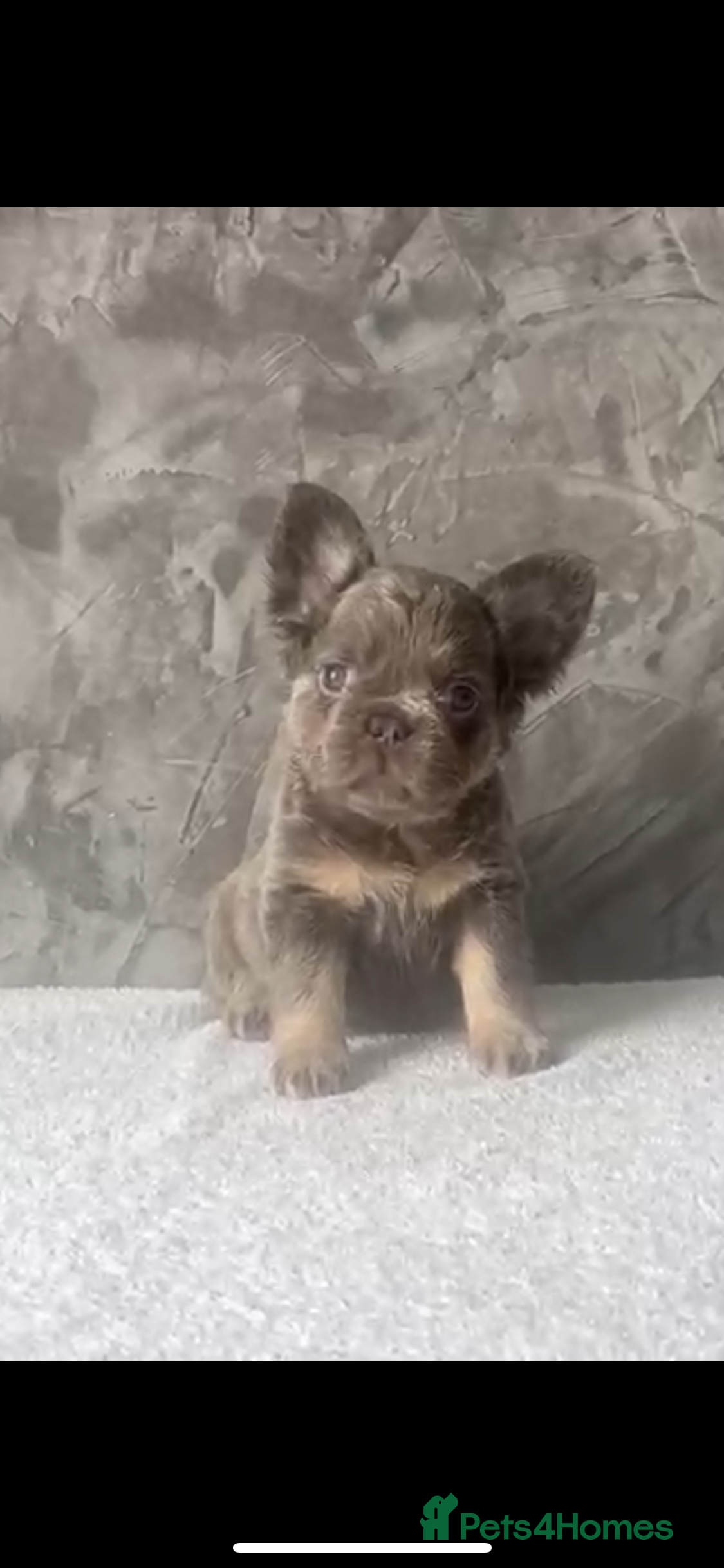 French Bulldog dogs FRENCH BULLDOGS - FLUFFY - Advert 18