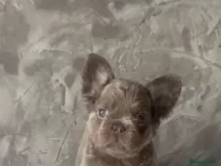 French Bulldog dogs FRENCH BULLDOGS - FLUFFY - Advert 18