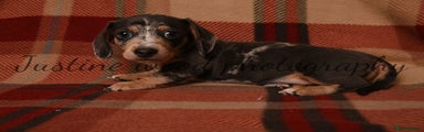 Miniature Dachshund Puppy 2
