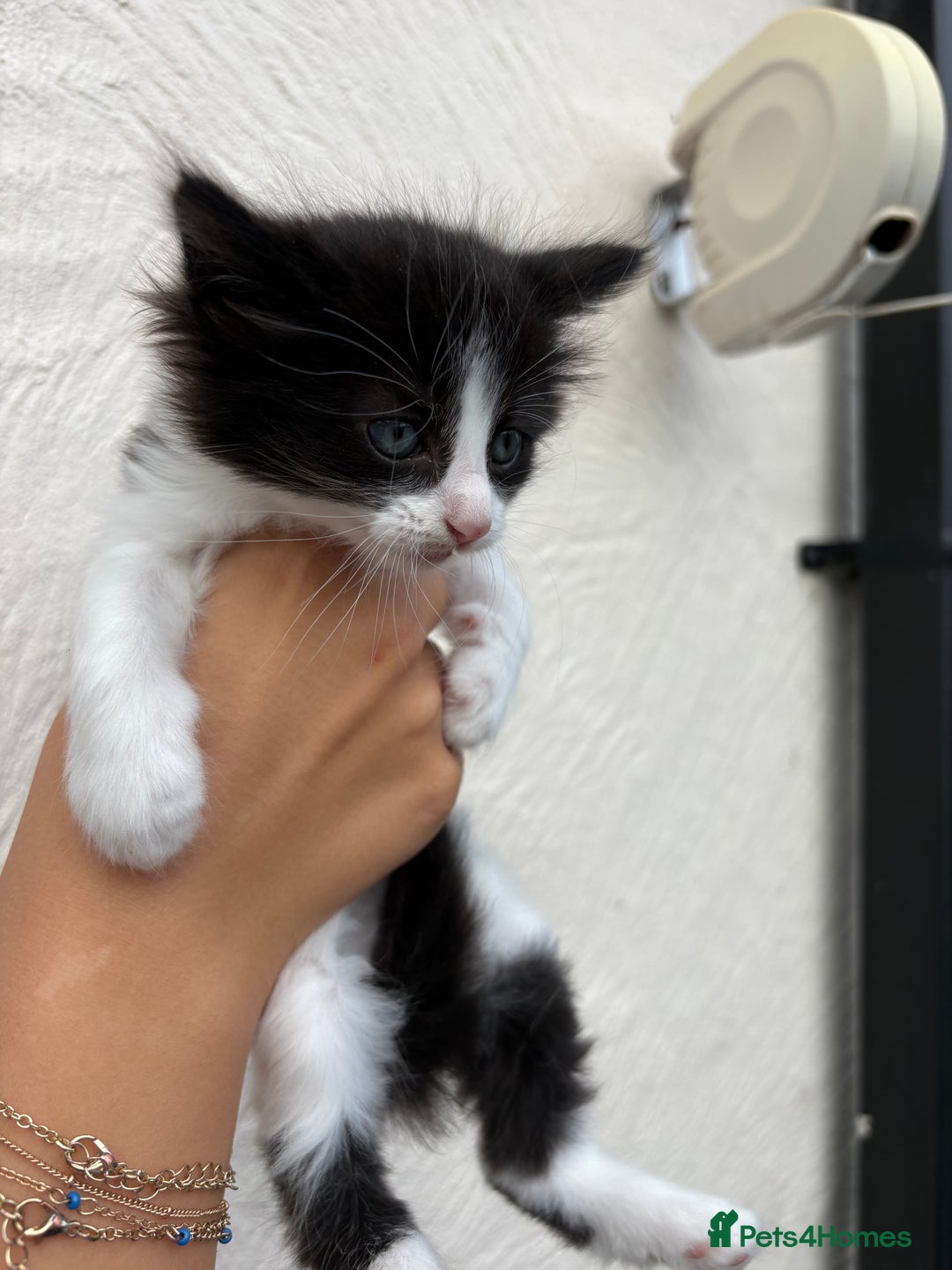 Mixed Breed cats for sale: 4 Kittens  - Image 5