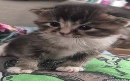 Scottish Fold cats for sale: Beautiful Scottish Fold/Straight X Kittens - Image 6