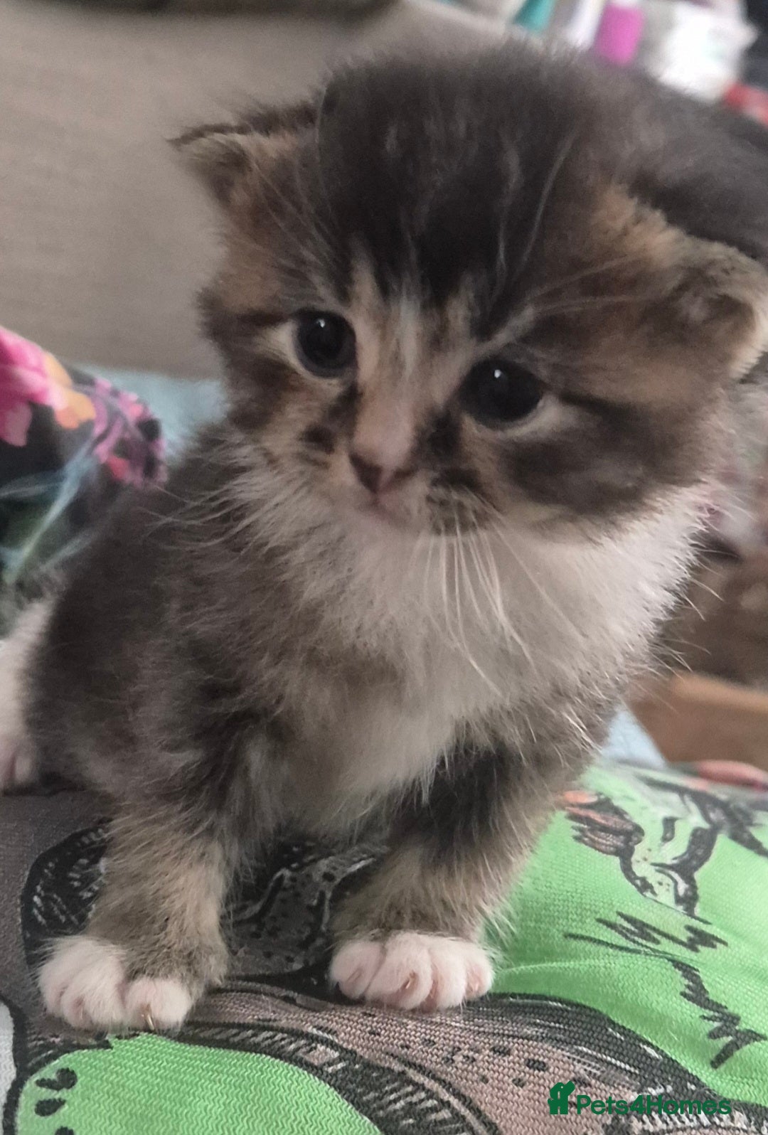 Scottish Fold cats for sale: Beautiful Scottish Fold/Straight X Kittens - Image 6