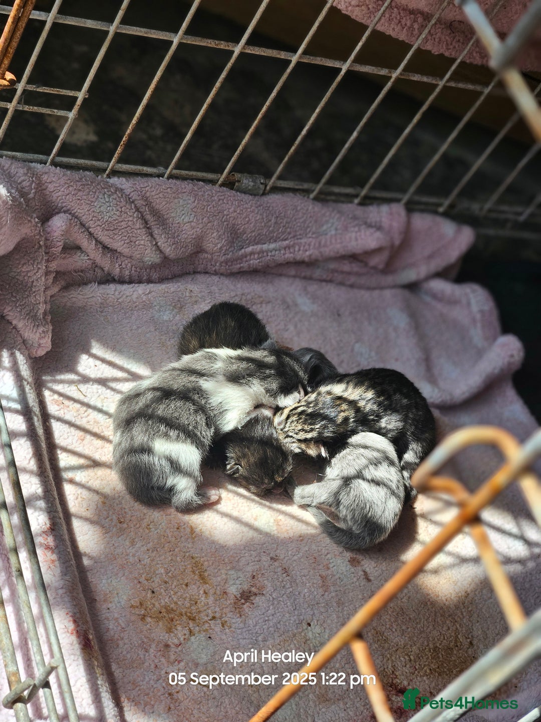 Mixed Breed cats for sale: Beautifully marked kittens - Image 2