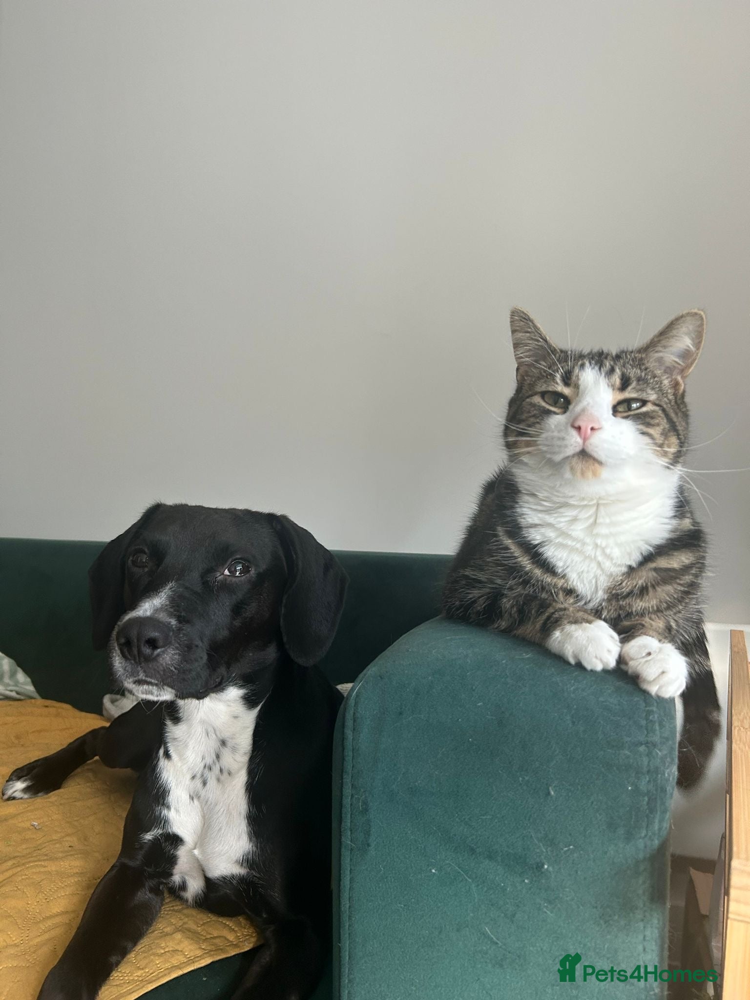 Mixed Breed dogs ❤️🐶 WALTER – SWEET YOUNG DOG NEEDS URGENT FOSTER - Advert 6