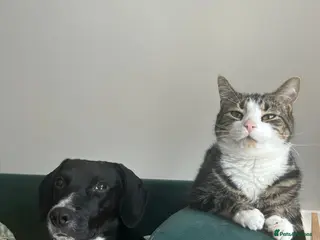 Mixed Breed dogs ❤️🐶 WALTER – SWEET YOUNG DOG NEEDS URGENT FOSTER - Advert 6