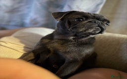 Pug dogs for sale: Beautiful Pug Puppies Male Female - Image 20