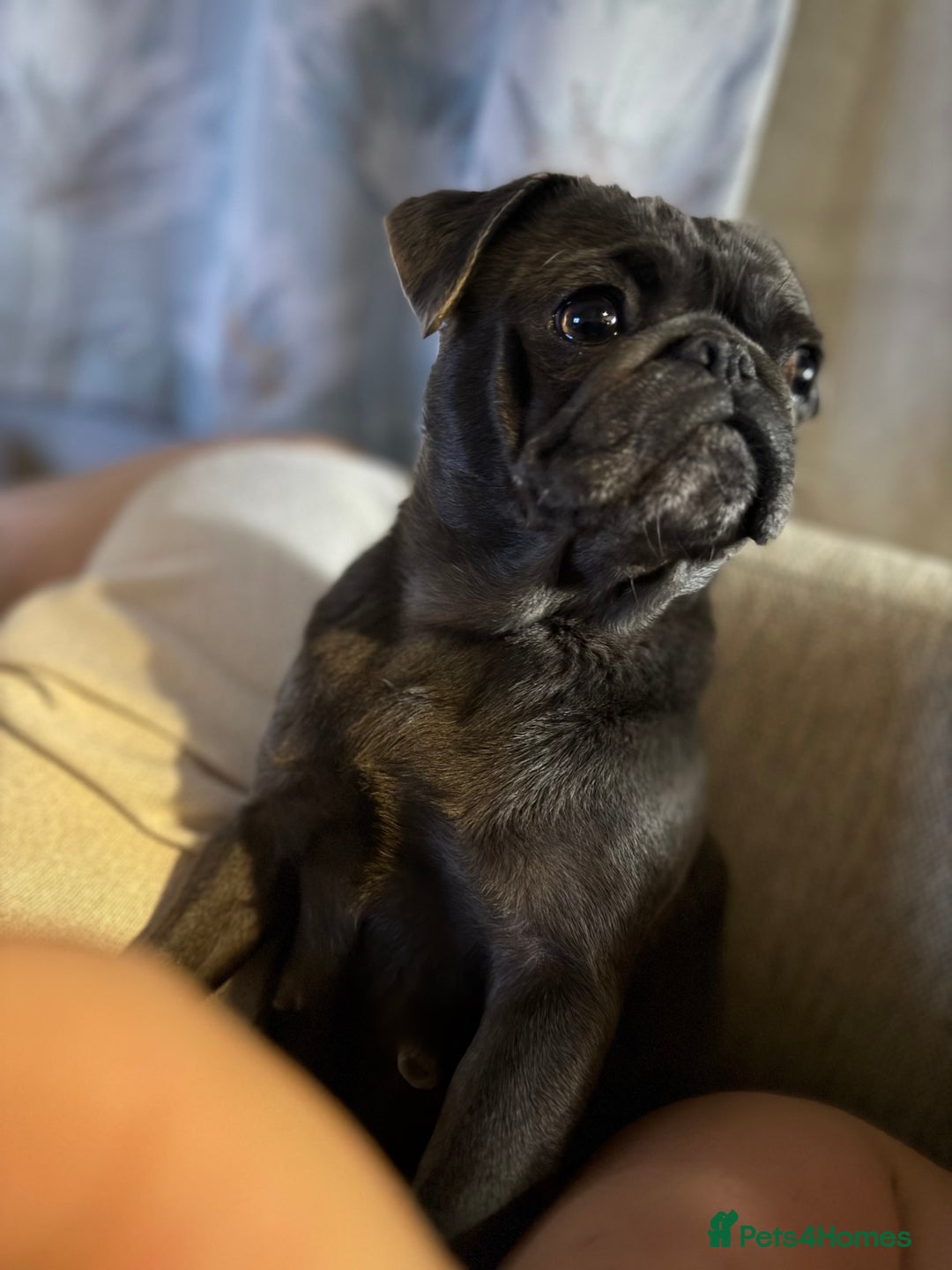 Pug dogs for sale: Beautiful Pug Puppies Male Female - Image 20