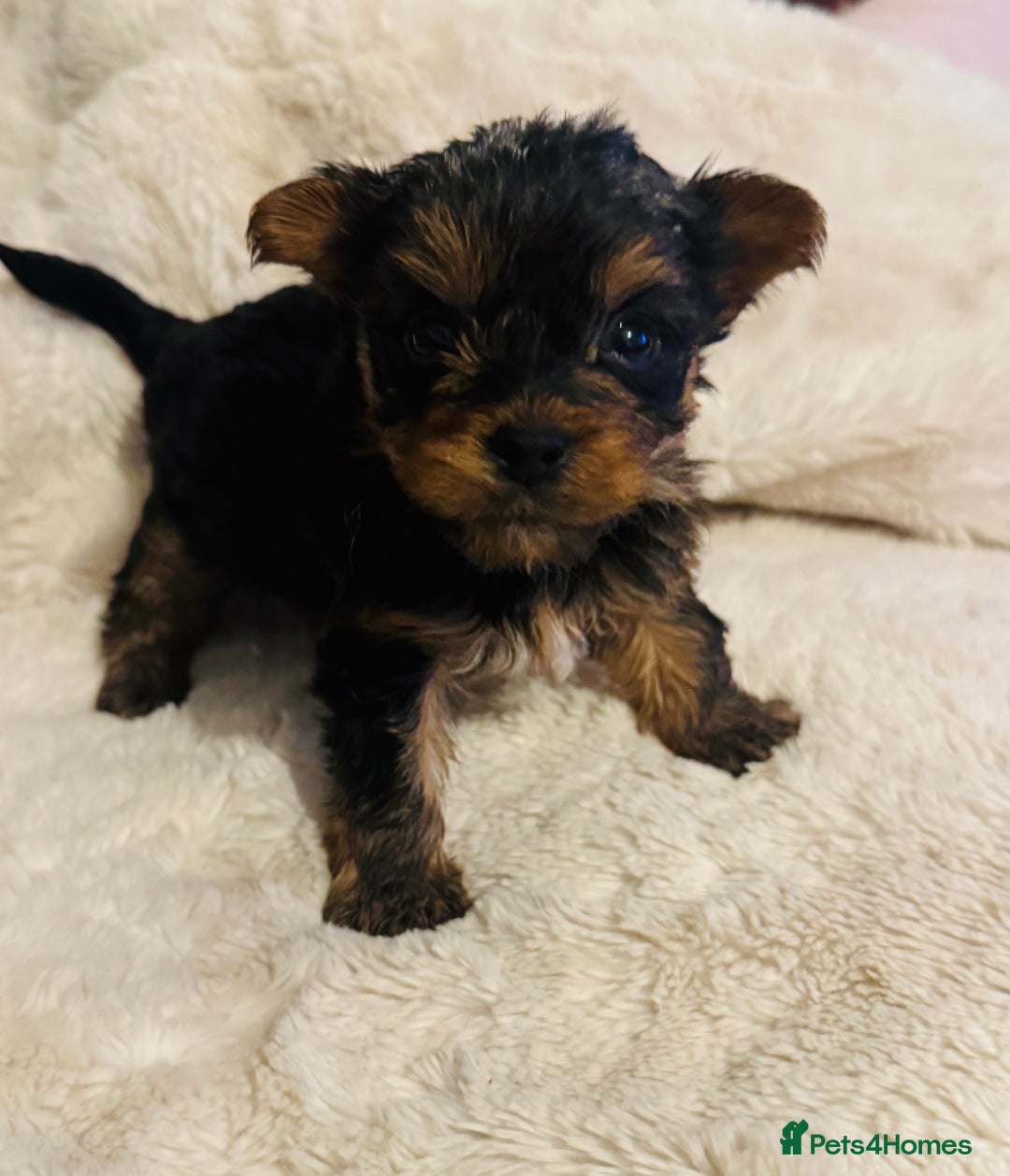 Yorkshire Terrier dogs for sale: Yorkshire Terrier Pups - Advert 1