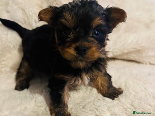 Yorkshire Terrier dogs Yorkshire Terrier Pups - Advert 1