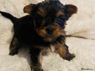 Yorkshire Terrier dogs Yorkshire Terrier Pup - Male - Advert 2