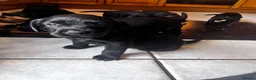Labrador Retriever dogs for sale: Beautiful litter of KC black working Labradors  - Advert 2