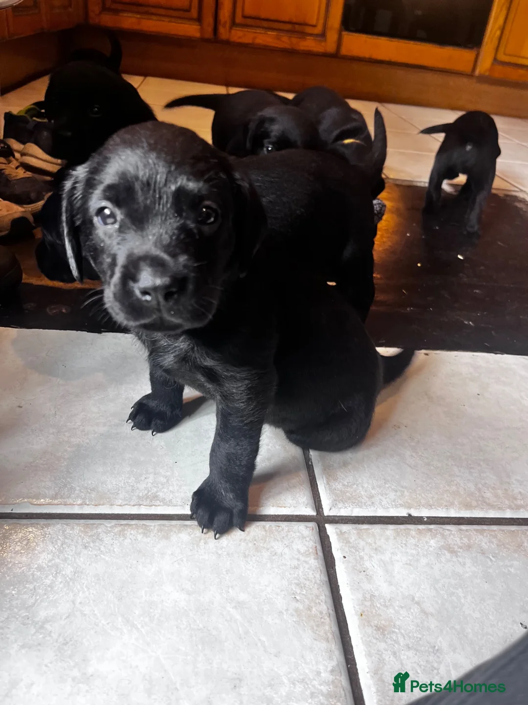 Labrador Retriever dogs for sale: Beautiful litter of KC black working Labradors  - Advert 2