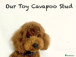 Cavapoo dogs in Sandbach - Advert 1