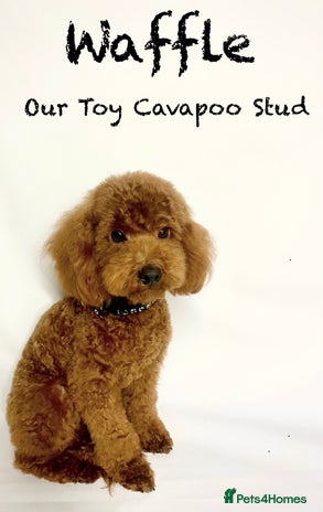 Cavapoo dogs in Sandbach - Advert 1