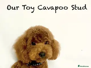 Cavapoo dogs Waffle Red Toy Cavapoo Boy At Stud - Advert 6