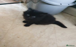 British Longhair cats for sale: Longhair kittens - Image 5