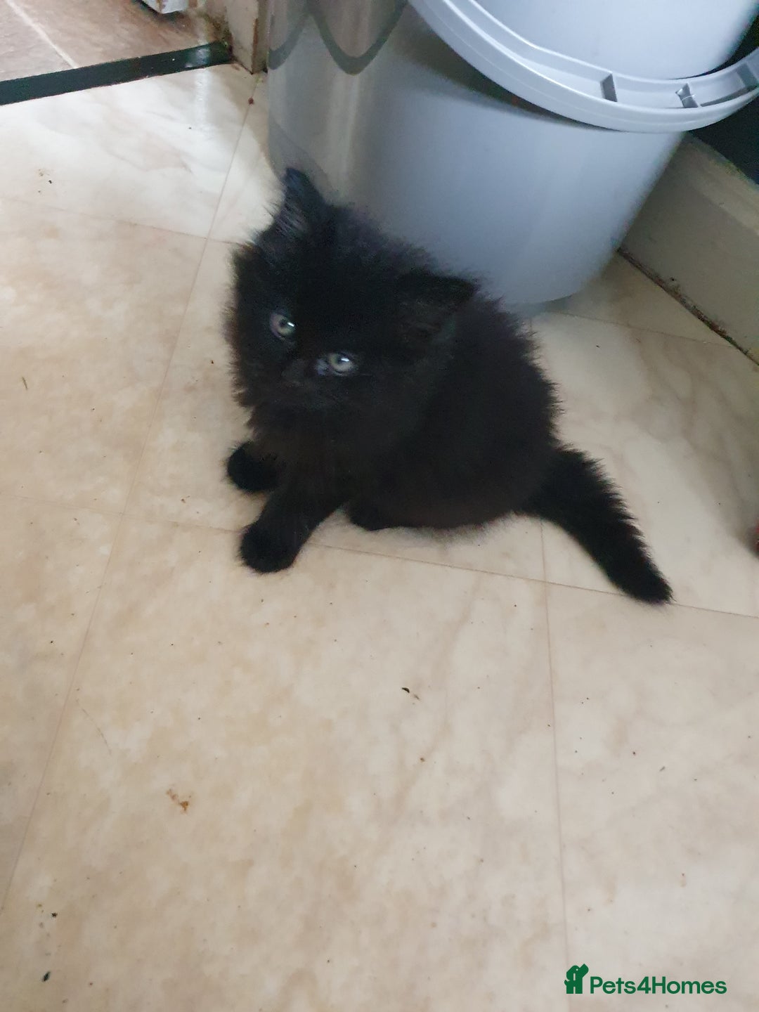 British Longhair cats for sale: Longhair kittens - Image 5