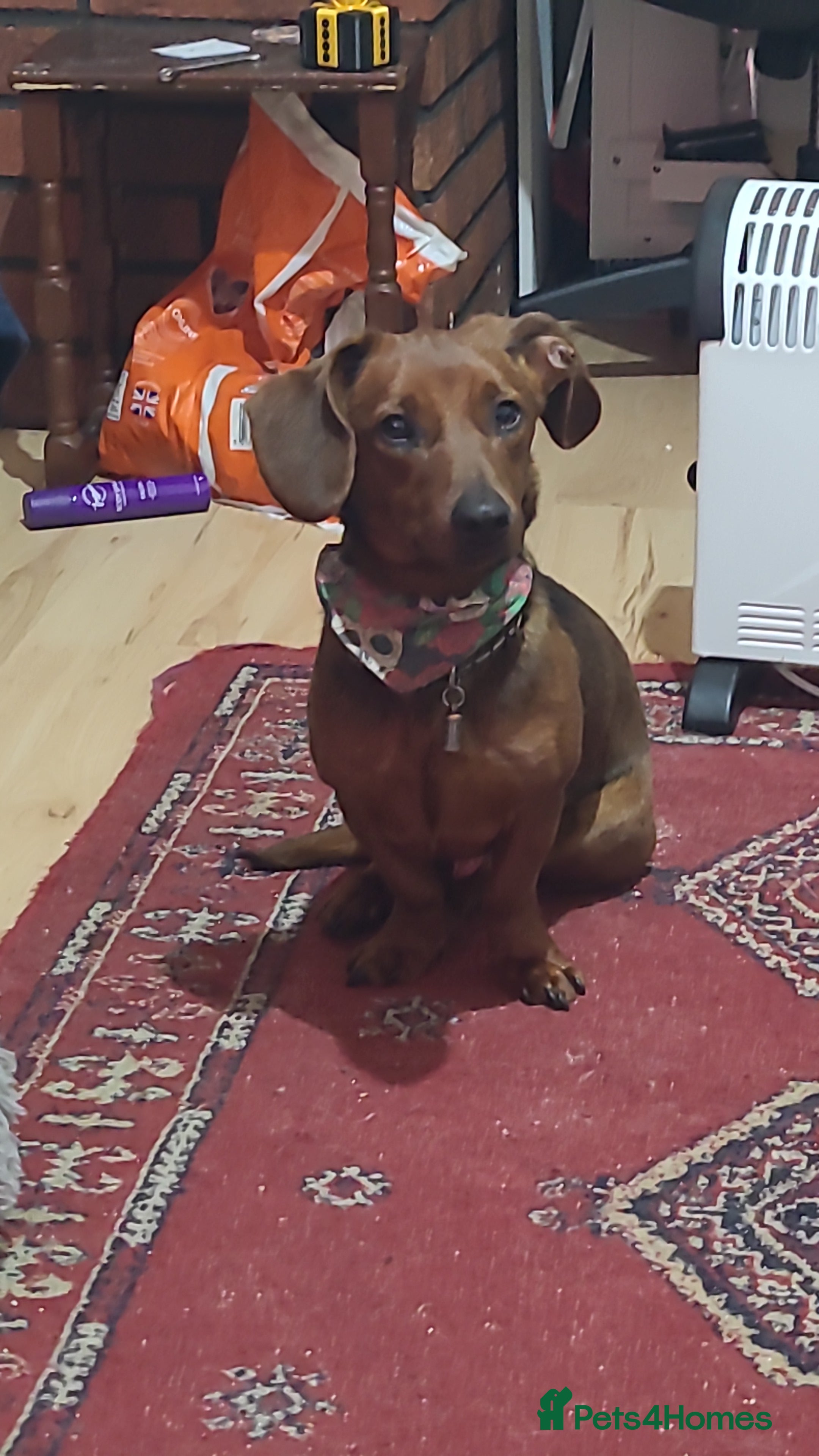 Mixed Breed dogs Beautiful boy for sale.  - Advert 1