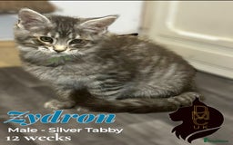 Maine Coon cats for sale: 1 male & 2 female Kittens in Arthog - Image 2