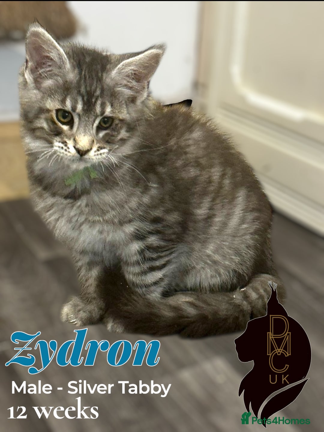 Maine Coon cats for sale: 1 male & 2 female Kittens in Arthog - Image 2