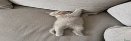 British Shorthair cats for sale: British Shorthair Kittens for Sale – 5 Available! - Advert 6