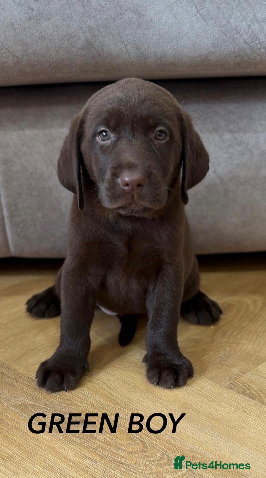 Labrador Retriever dogs Beautiful KC Chocolate Labrador Retriever Puppies - Advert 2