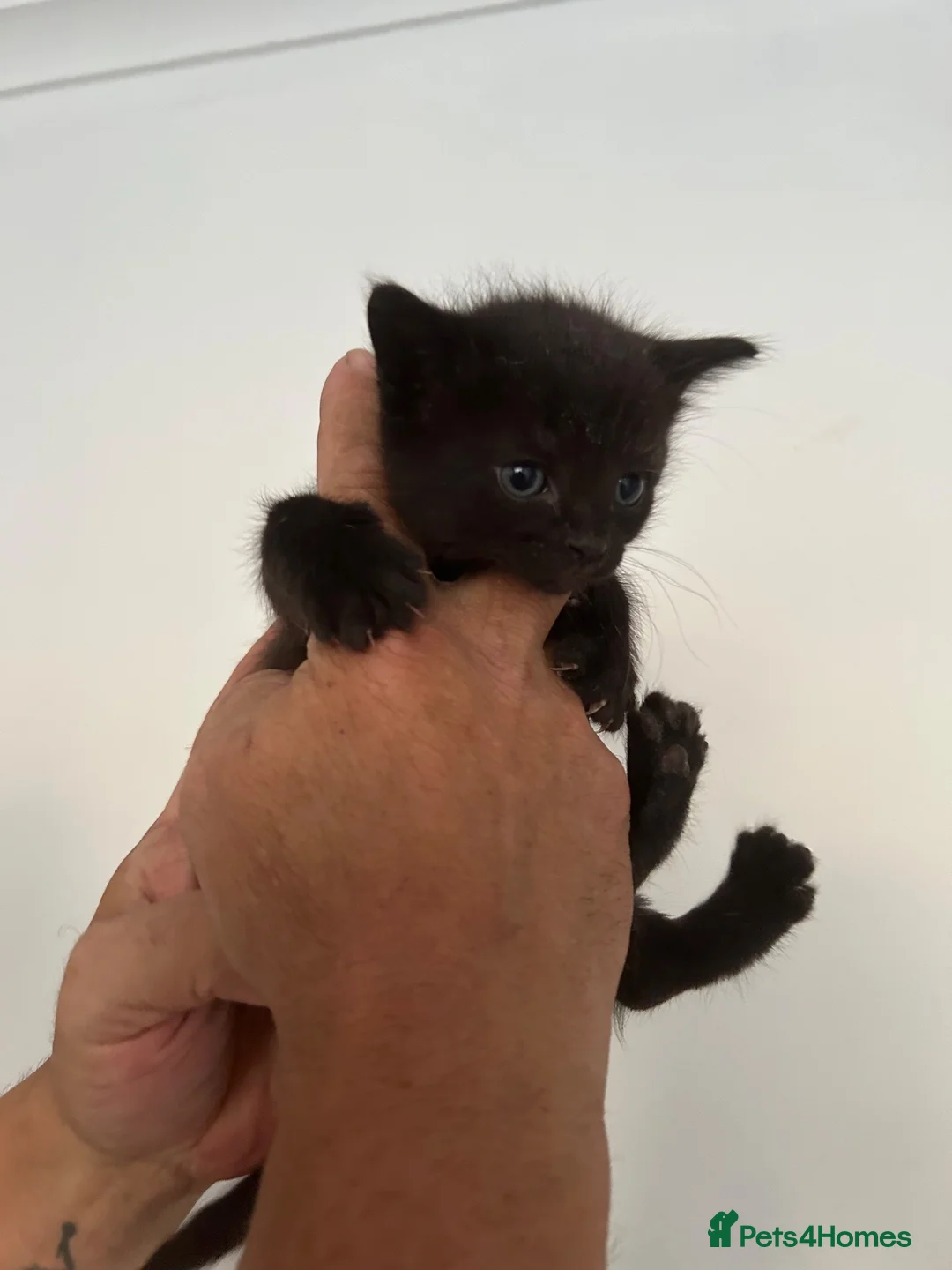 Mixed Breed cats for sale: 5 kittens  in Wellingborough - Advert 2