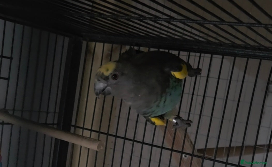 Parrots birds Meyers parrot - Advert 1