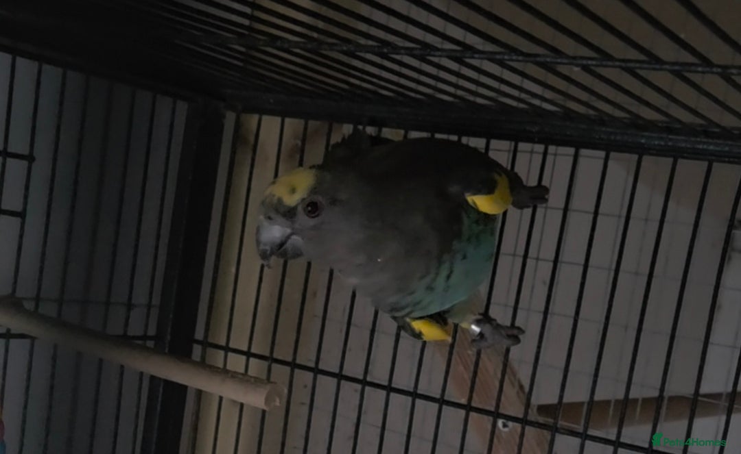 Parrots birds for sale: Meyers parrot - Advert 1