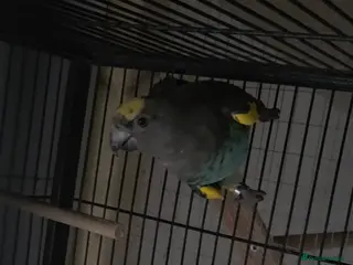 Parrots birds Meyers parrot - Advert 10