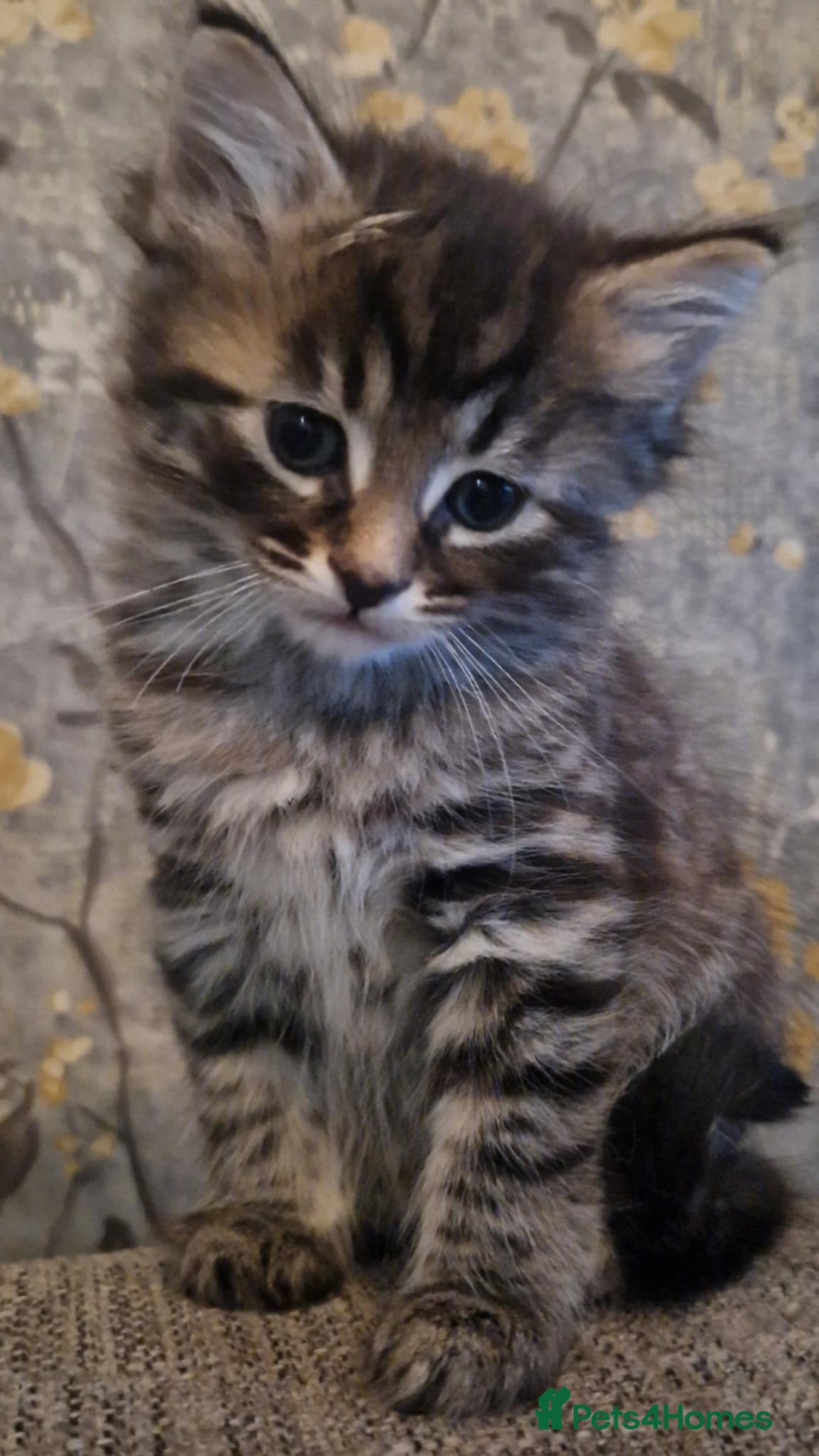 Mixed Breed cats for sale: KITTENS FOR SALE! - Image 6