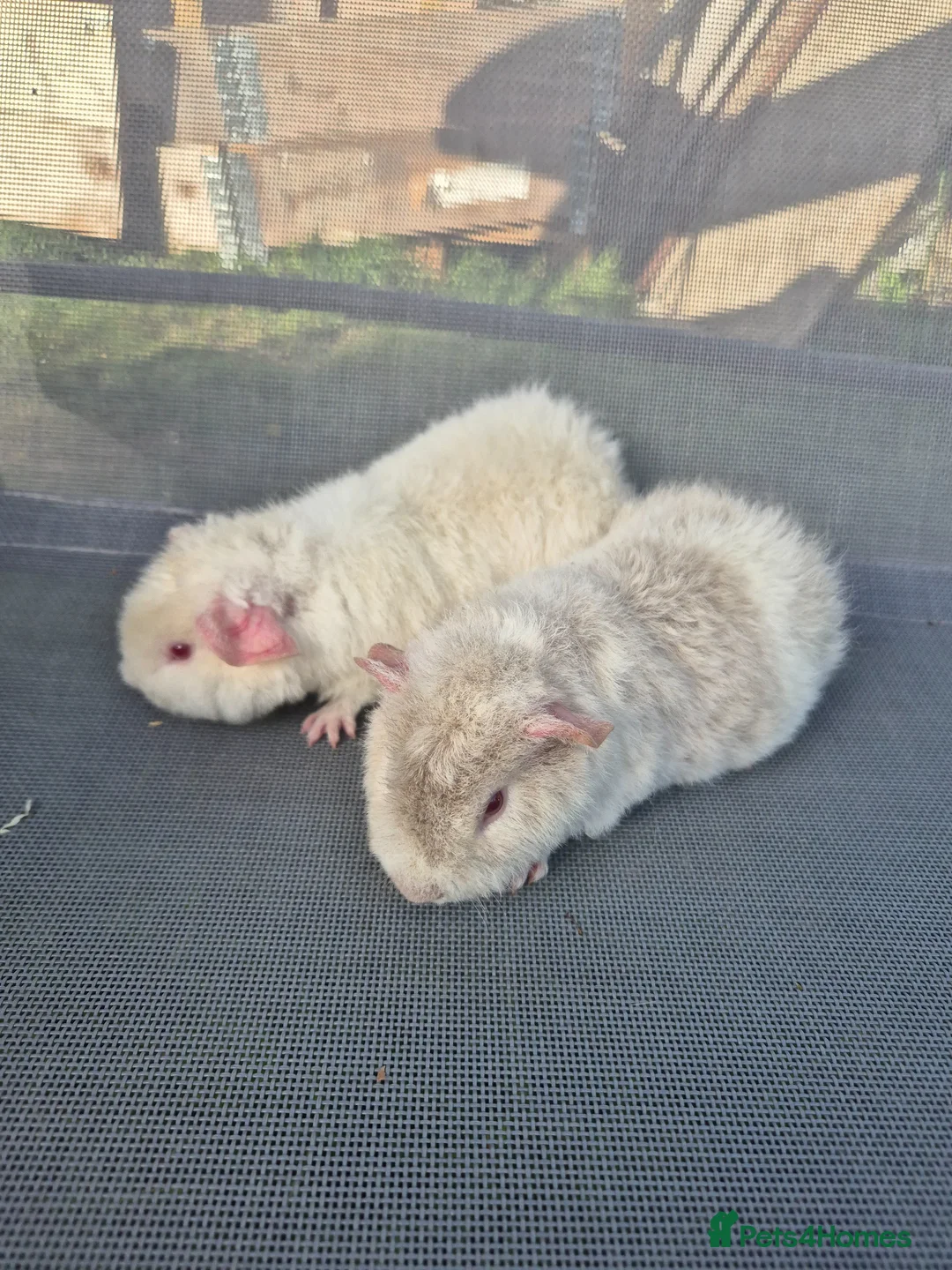 Guinea Pig rodents for sale: Teddy male guinea pigs  - Advert 6