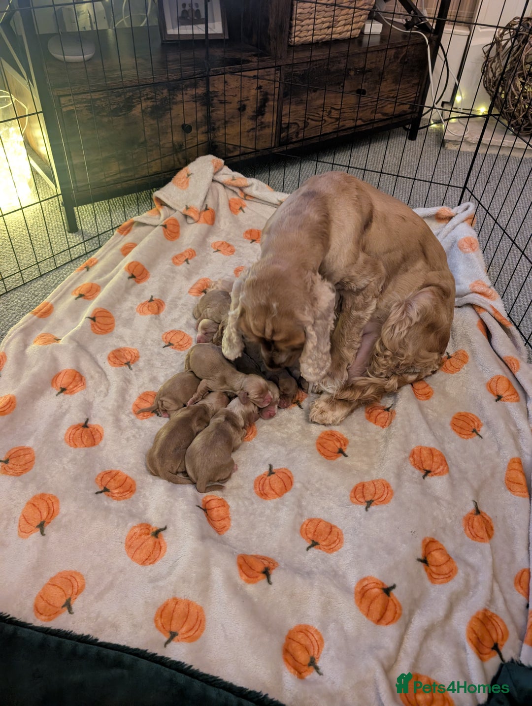 Cocker Spaniel dogs for sale: 🐾pedigree Show cocker spaniel🐾 - Image 20