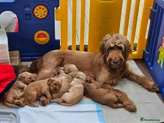 Goldendoodle dogs Goldendoodle puppies - Advert 4