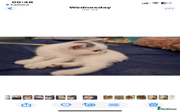 British Shorthair cats for sale: Fabulous mini Dad boy! GCCF IGrCh, GrCh & Ch lines - Image 7